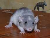 Ручні декоративні щурики - VDALA.PRO - 1