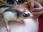 Ручні декоративні щурики - VDALA.PRO - 5