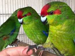 Какарік - кумедний папуга - VDALA.PRO