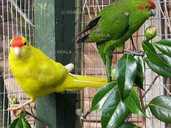 Какарік - кумедний папуга - VDALA.PRO - 6