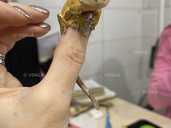 Війчастий гекон або бананоїд - VDALA.PRO - 1