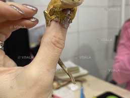 Війчастий гекон або бананоїд - VDALA.PRO