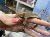 Війчастий гекон або бананоїд - VDALA.PRO - 3