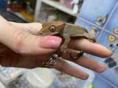 Війчастий гекон або бананоїд - VDALA.PRO - 4