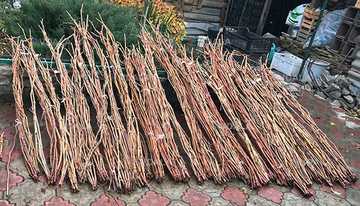 Живці (черенки) винограду для щеплень та пророщення - VDALA.PRO