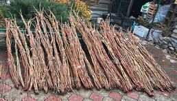 Живці (черенки) винограду для щеплень та пророщення - VDALA.PRO