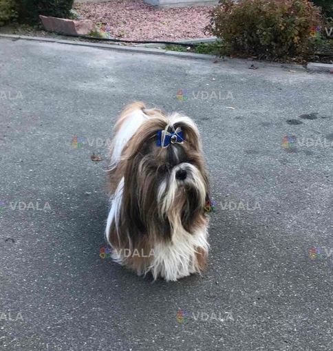 Вязка шитцу кобель Вязка шитцу кобель - VDALA.PRO