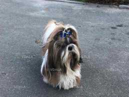 Вязка шитцу кобель - VDALA.PRO