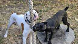 Передержка животных. Выгул собак. - VDALA.PRO