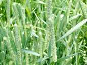 насіння тімофіівки насіння тімофіівки - VDALA.PRO - 1