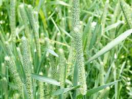 насіння тімофіівки - VDALA.PRO