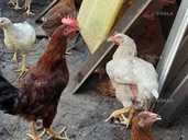 Молодка курочка Мастер Грей, Рэбро 3 месяца - VDALA.PRO - 1