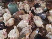 Курочка долматинец голошейка 1,5 месяца - VDALA.PRO - 1