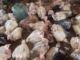 Курочка долматинец голошейка 1,5 месяца - VDALA.PRO