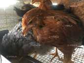 Доминант подросток курочка 55 дней - VDALA.PRO - 1