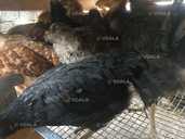 Доминант подросток курочка 55 дней - VDALA.PRO - 2