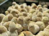 Петушки суточные, недельные - VDALA.PRO - 1