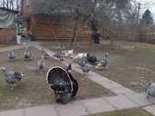 Продаю индюка, индюшку, индюшку с индюшатами. - VDALA.PRO - 1