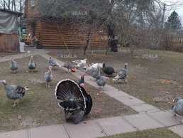 Продаю индюка, индюшку, индюшку с индюшатами. - VDALA.PRO