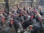 Индюки породные, крупные - VDALA.PRO - 1