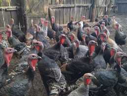 Индюки породные, крупные - VDALA.PRO