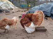 Індики бурбони - VDALA.PRO - 1