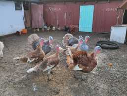 Індик на племя Голубий Аспідний бурбон - VDALA.PRO