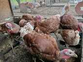 Змінять місце проживання індики бурбони молодь. - VDALA.PRO - 1