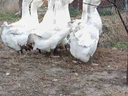 Гуси холмогори - VDALA.PRO