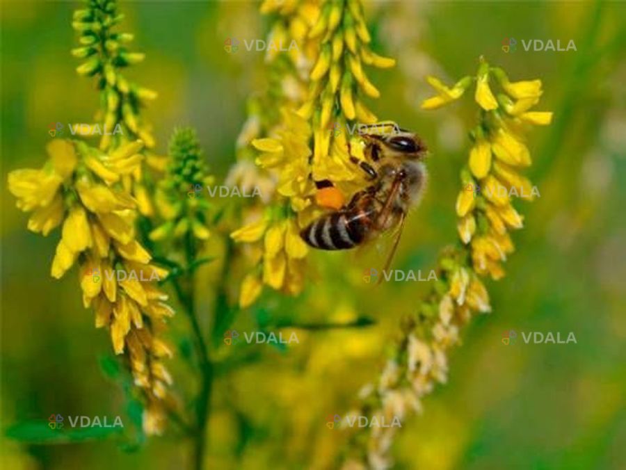 Ддонник жёлтый двухлетний Ддонник жёлтый двухлетний - VDALA.PRO