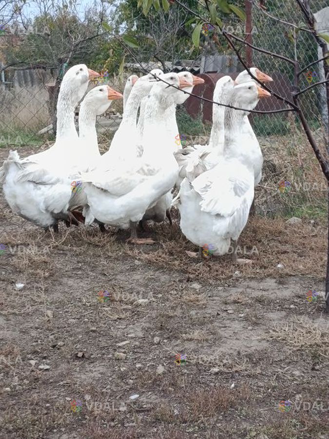 Гуси холмогори - VDALA.PRO