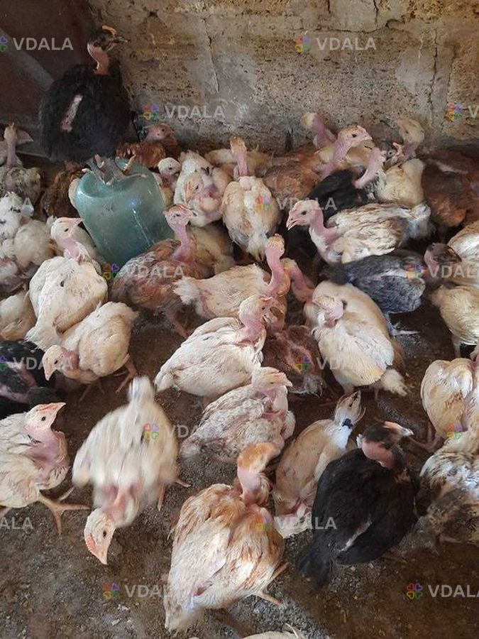 Курочка долматинец голошейка 1,5 месяца - VDALA.PRO