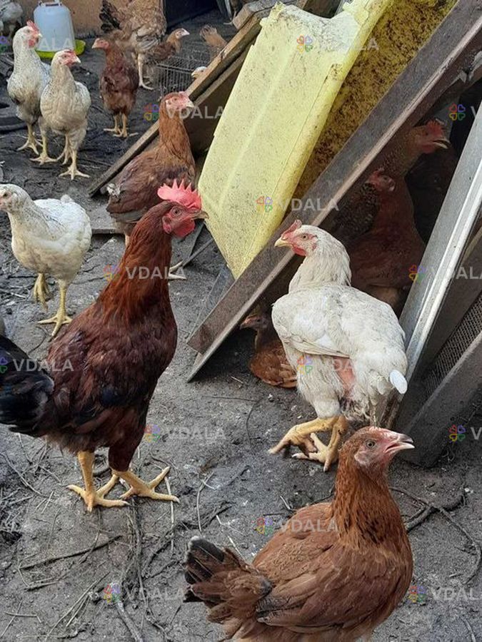 Молодка курочка Мастер Грей, Рэбро 3 месяца - VDALA.PRO