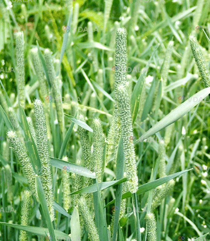 насіння тімофіівки насіння тімофіівки - VDALA.PRO