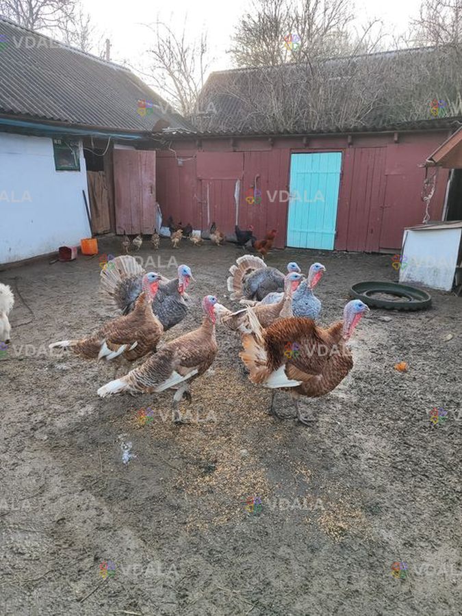 Індик на племя Голубий Аспідний бурбон - VDALA.PRO