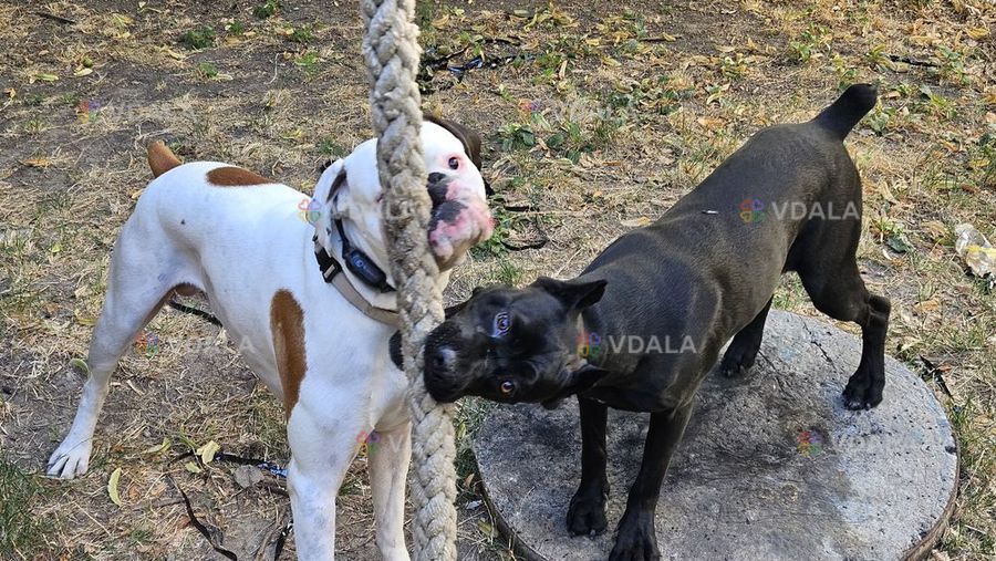 Передержка животных. Выгул собак. - VDALA.PRO