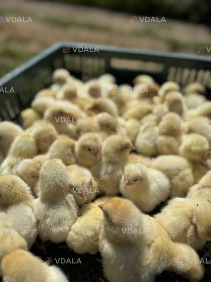 Петушки суточные, недельные - VDALA.PRO