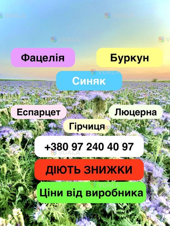 Продам буркун двохрічний жовтий, фацелію, синяк (медоноси) Продам буркун двохрічний жовтий, фацелію, синяк (медоноси) - VDALA.PRO