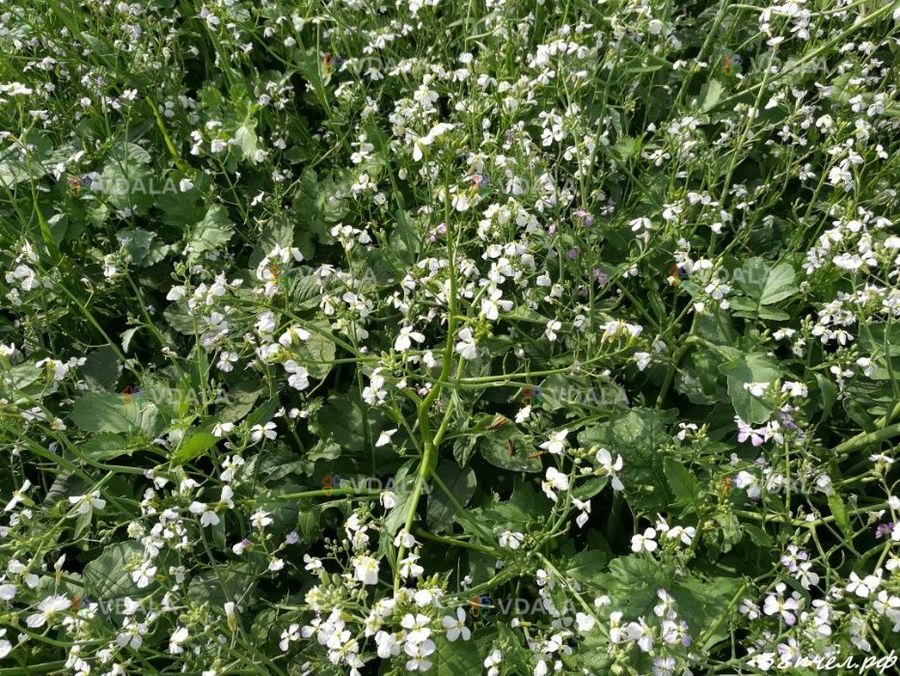 Редька масличная медонос семена Редька масличная медонос семена - VDALA.PRO