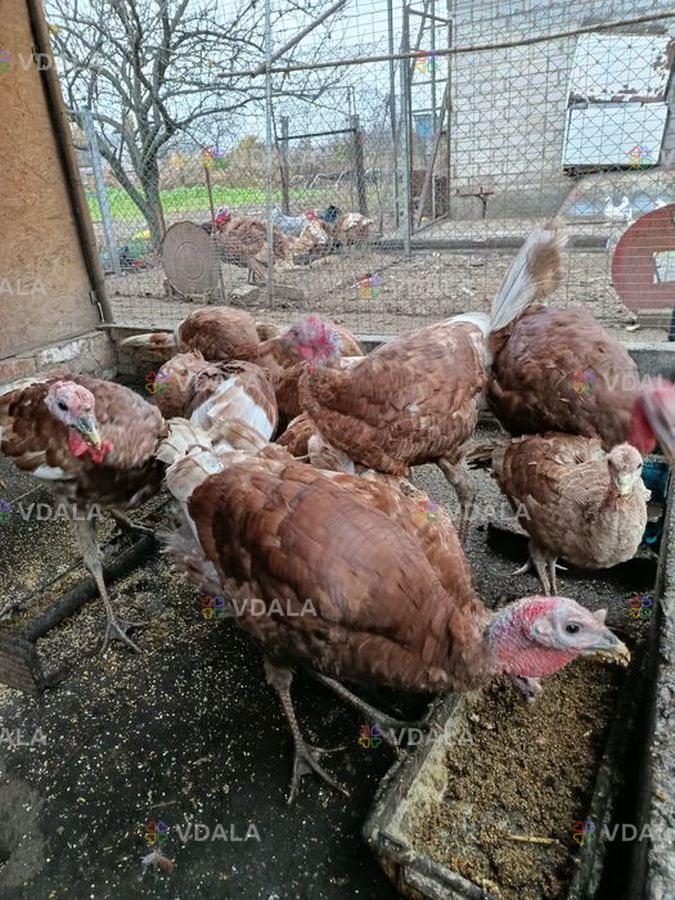 Змінять місце проживання індики бурбони молодь. - VDALA.PRO