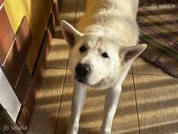 Швейцарская Овчарка - VDALA.PRO