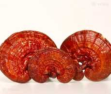 Гриб Рейші 50г Гриб Рейші 50г - VDALA.PRO