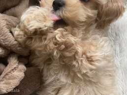 Нужен мальтипу - VDALA.PRO