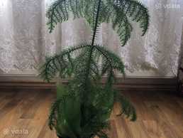 Араукария (комнатная елочка) - VDALA.PRO