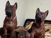 Китайський бульдог- Чунцин - VDALA.PRO - 1