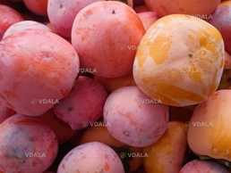 Хурма плоды со своего участка - VDALA.PRO