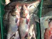 В продаж Свежая рыба - VDALA.PRO - 1