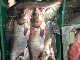 В продаж Свежая рыба - VDALA.PRO