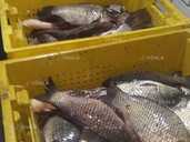 Рыба свежая ОПТ Карась Толстолоб Карп. С доставкой. - VDALA.PRO - 1