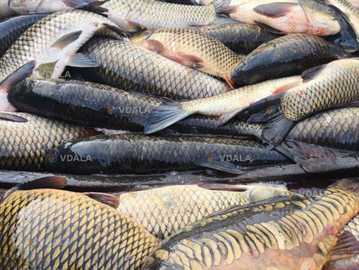 Реализуем пресноводную рыбу - VDALA.PRO